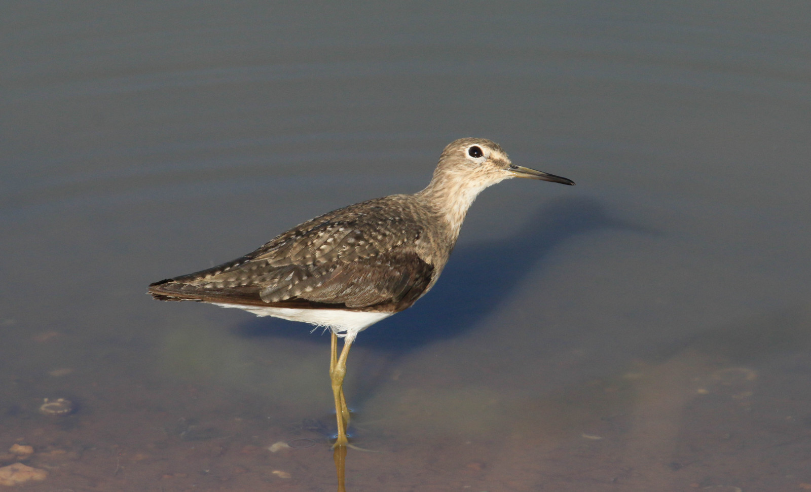 image Solitary Sandpiper